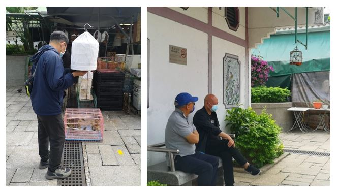 雀友帶著雀籠在花園散步或交流心得。