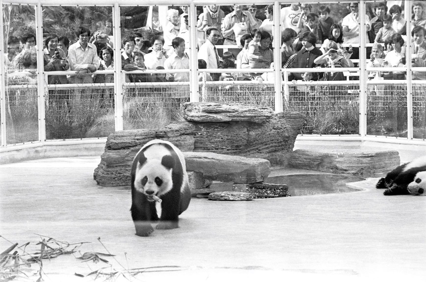 先入住海洋公園的大熊貓，其實是1978年12月從廣州動物園而來的「寶玲」和「寶莉」。由於香港缺少熊貓主要吃的箭竹，牠們的糧食都由內地直送。（圖片來源：Getty）