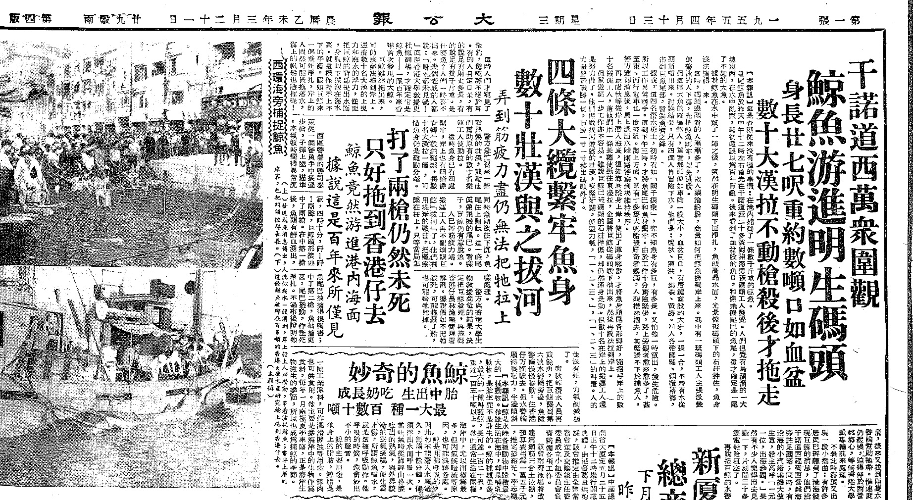 當年《大公報》詳盡圖文報導 (1955年4月13日)&nbsp;