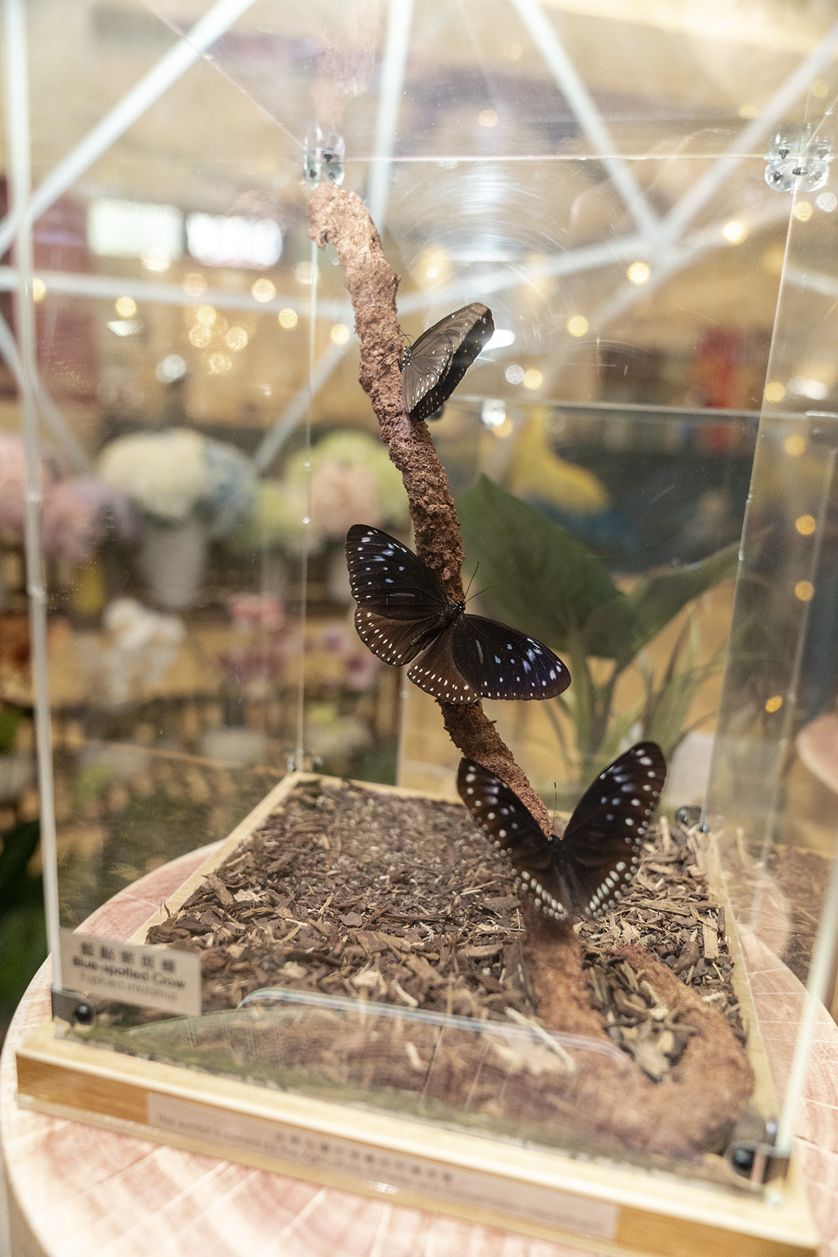 漁農自然護理署向主辦單位借出多款蝴蝶標本展出。